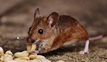 24 Hour & Emergency Exterminators in Fort Gregg Adams, VA